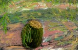 Barrel  Cactus Gold, Arizona